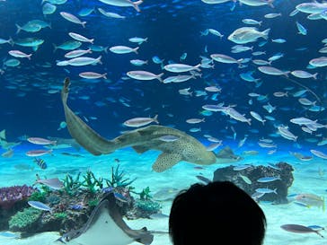 サンシャイン水族館に投稿された画像（2023/8/22）