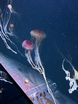 サンシャイン水族館に投稿された画像（2023/8/22）