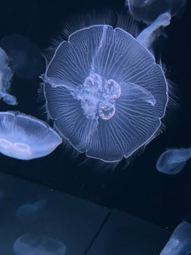 サンシャイン水族館に投稿された画像（2023/8/22）
