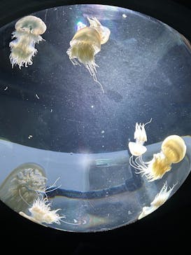 サンシャイン水族館に投稿された画像（2023/8/22）