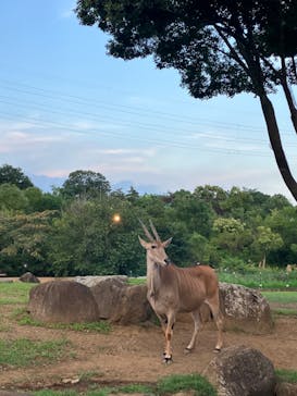 よこはま動物園ズーラシアに投稿された画像（2023/8/22）