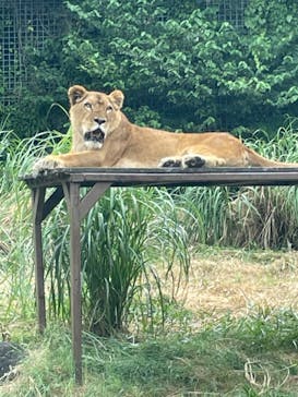 伊豆アニマルキングダムに投稿された画像（2023/8/22）