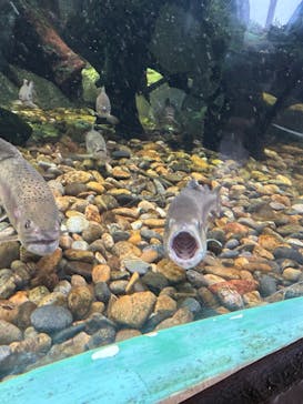 しながわ水族館に投稿された画像（2023/8/22）