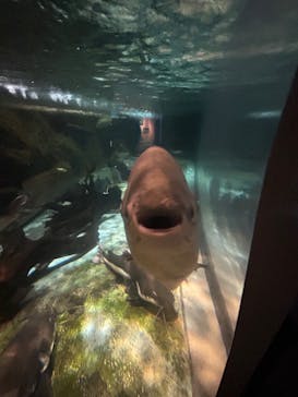 しながわ水族館に投稿された画像（2023/8/22）