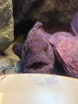 しながわ水族館に投稿された画像（2023/8/22）