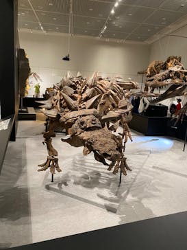 大阪市立自然史博物館に投稿された画像（2023/8/22）