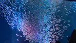 名古屋港水族館に投稿された画像（2023/8/22）