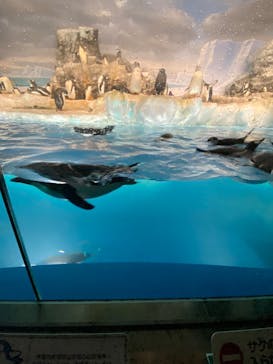 名古屋港水族館に投稿された画像（2023/8/22）
