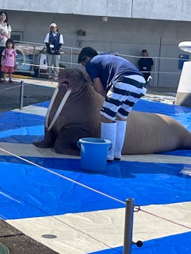 大分マリーンパレス水族館 「うみたまご」に投稿された画像（2023/8/22）