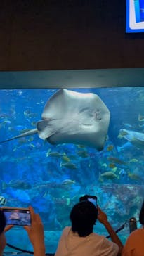 大分マリーンパレス水族館 「うみたまご」に投稿された画像（2023/8/22）