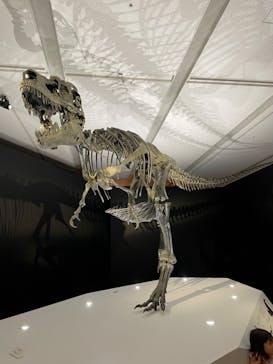 DinoScience 恐竜科学博 2023@TOKYO MIDTOWNに投稿された画像（2023/8/22）