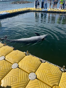 日間賀島ドルフィンビーチに投稿された画像（2023/8/22）