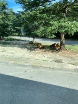 群馬サファリパークに投稿された画像（2023/8/22）