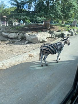 群馬サファリパークに投稿された画像（2023/8/22）