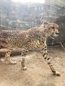 群馬サファリパークに投稿された画像（2023/8/22）