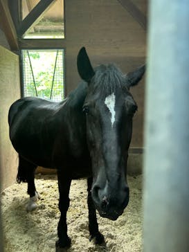 ノーザンホースパークに投稿された画像（2023/8/22）