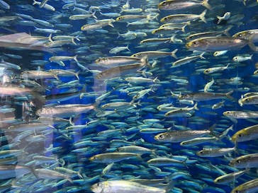 アクアワールド茨城県大洗水族館に投稿された画像（2023/8/22）