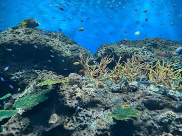 アクアワールド茨城県大洗水族館に投稿された画像（2023/8/22）