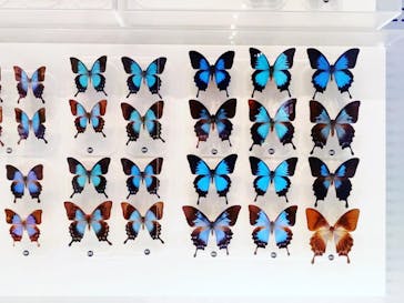 国立科学博物館に投稿された画像（2023/8/22）