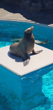 鴨川シーワールドに投稿された画像（2023/8/22）