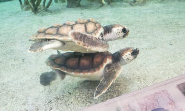 鴨川シーワールドに投稿された画像（2023/8/22）