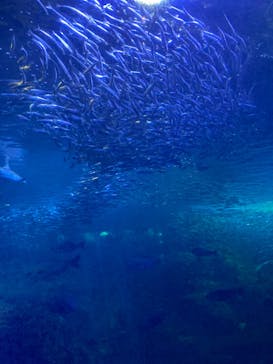 新江ノ島水族館に投稿された画像（2023/8/22）