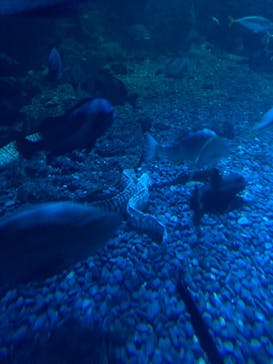 新江ノ島水族館に投稿された画像（2023/8/22）