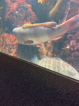 新江ノ島水族館に投稿された画像（2023/8/22）