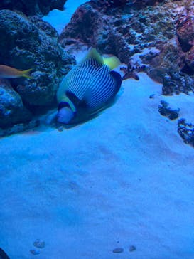 新江ノ島水族館に投稿された画像（2023/8/22）