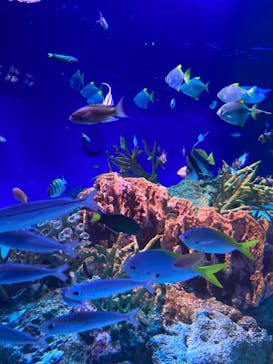 新江ノ島水族館に投稿された画像（2023/8/22）