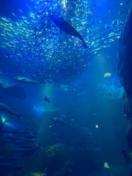 新江ノ島水族館に投稿された画像（2023/8/22）