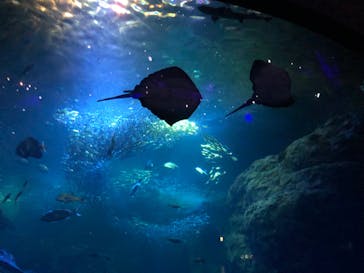 新江ノ島水族館に投稿された画像（2023/8/22）