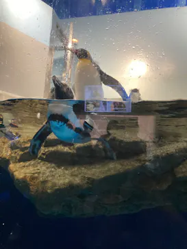 マクセル アクアパーク品川に投稿された画像（2023/8/22）