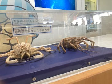 アクアワールド茨城県大洗水族館に投稿された画像（2023/8/22）