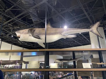 アクアワールド茨城県大洗水族館に投稿された画像（2023/8/22）