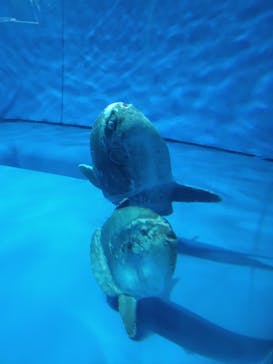 アクアワールド茨城県大洗水族館に投稿された画像（2023/8/22）