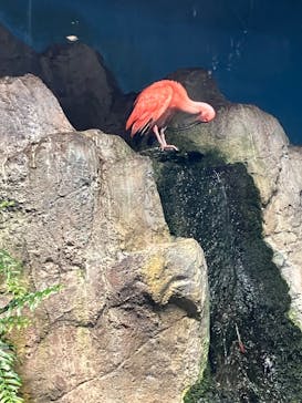 特別展「海　―生命のみなもと―」（国立科学博物館）に投稿された画像（2023/8/22）