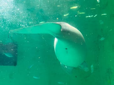 特別展「海　―生命のみなもと―」（国立科学博物館）に投稿された画像（2023/8/22）