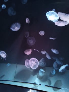 サンシャイン水族館に投稿された画像（2023/8/22）