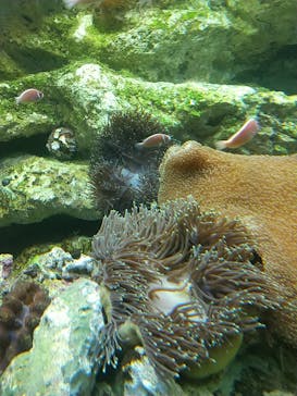 サンシャイン水族館に投稿された画像（2023/8/22）