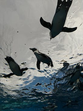 サンシャイン水族館に投稿された画像（2023/8/22）