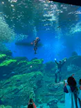 仙台うみの杜水族館に投稿された画像（2023/8/23）