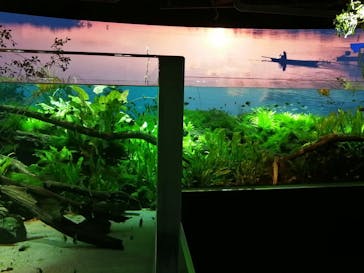 カワスイ 川崎⽔族館に投稿された画像（2023/8/23）