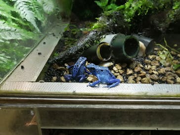 カワスイ 川崎⽔族館に投稿された画像（2023/8/23）