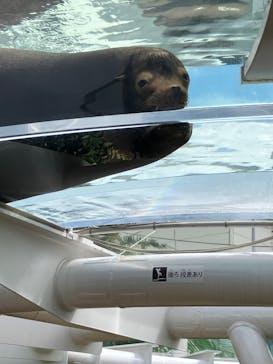 サンシャイン水族館に投稿された画像（2023/8/23）