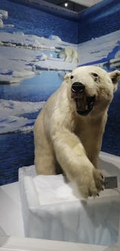 特別展「海　―生命のみなもと―」（国立科学博物館）に投稿された画像（2023/8/23）