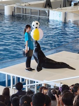 アクアワールド茨城県大洗水族館に投稿された画像（2023/8/23）