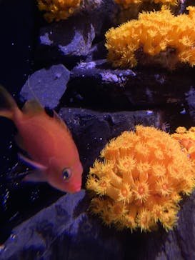 大分マリーンパレス水族館 「うみたまご」に投稿された画像（2023/8/23）