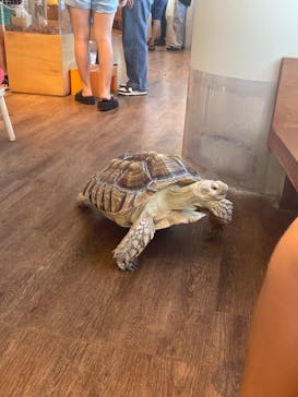 Moff animal cafe 小田原ダイナシティ店に投稿された画像（2023/8/23）