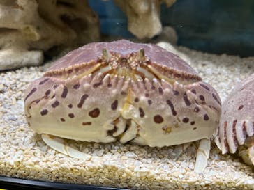 ぶっとんでるいきもの展に投稿された画像（2023/8/23）